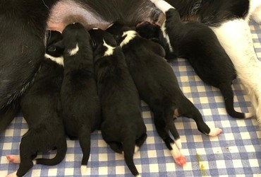 Chiots à vendre